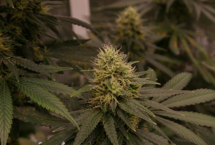 Dragon Milk Sensi Seeds. Week 12