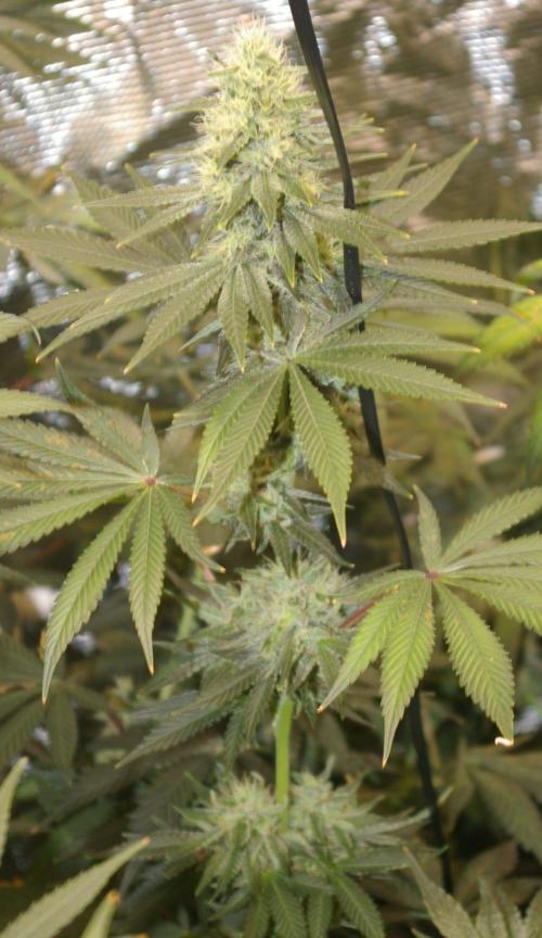 Dragon Milk Sensi Seeds. Week 12