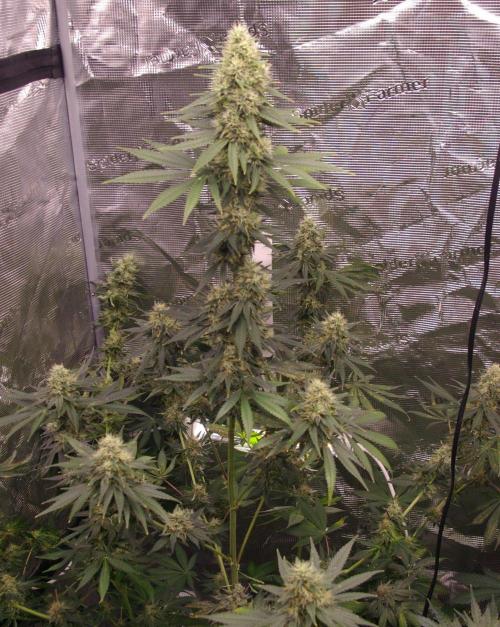 Dragon Milk Sensi Seeds. Week 12
