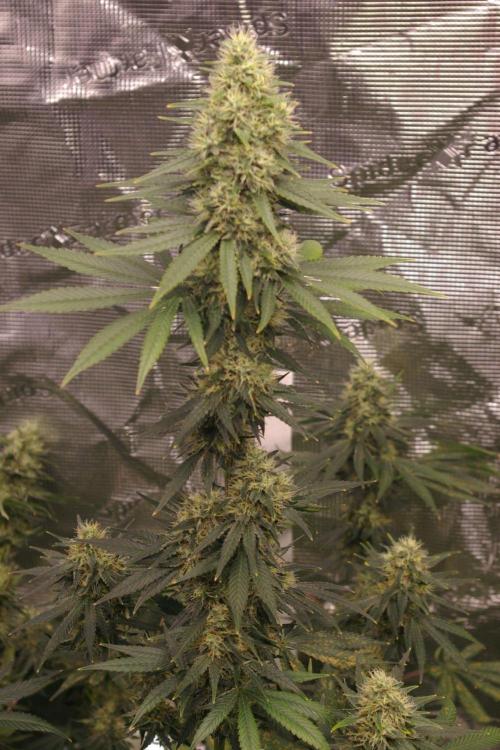 Dragon Milk Sensi Seeds. Week 12