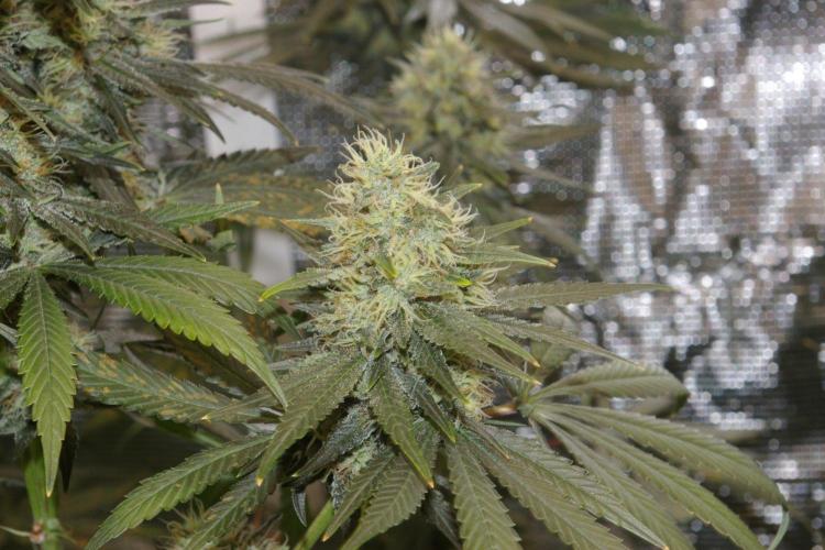 Dragon Milk Sensi Seeds. Week 12