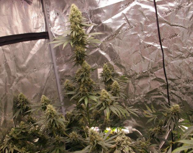 Dragon Milk Sensi Seeds. Week 12