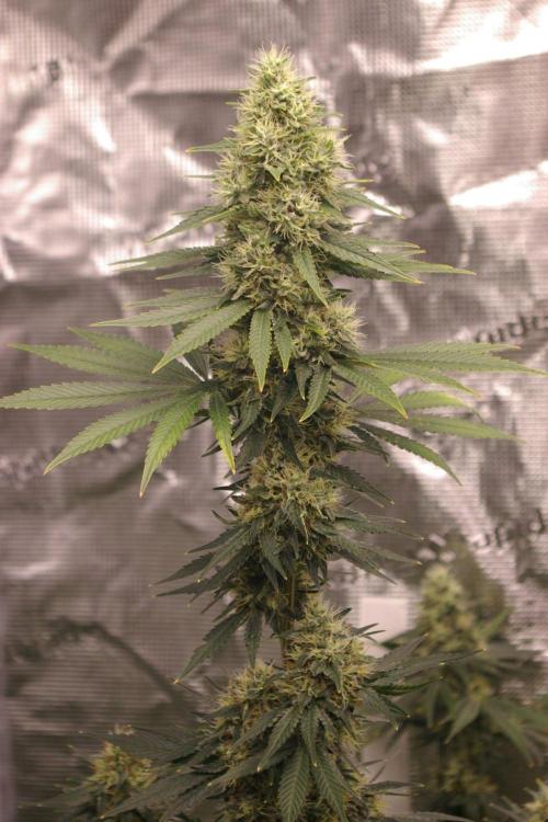 Dragon Milk Sensi Seeds. Week 12