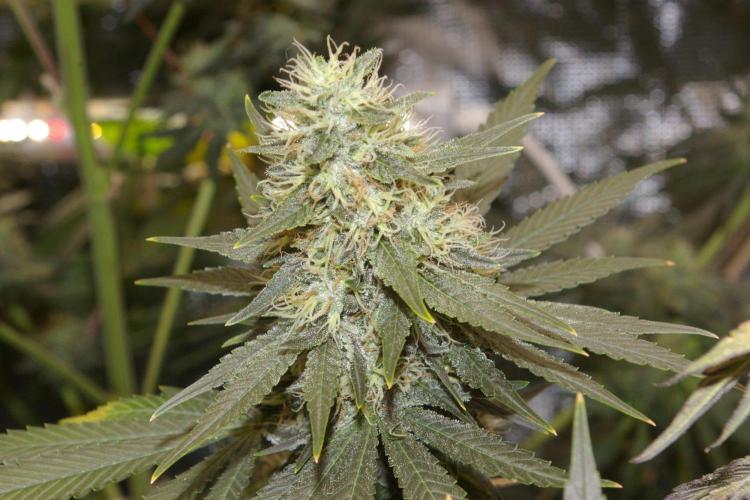Dragon Milk Sensi Seeds. Week 12