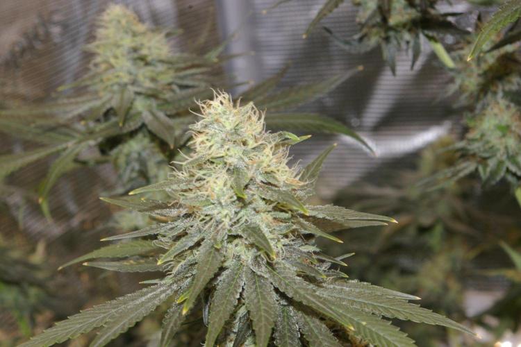 Dragon Milk Sensi Seeds. Week 12