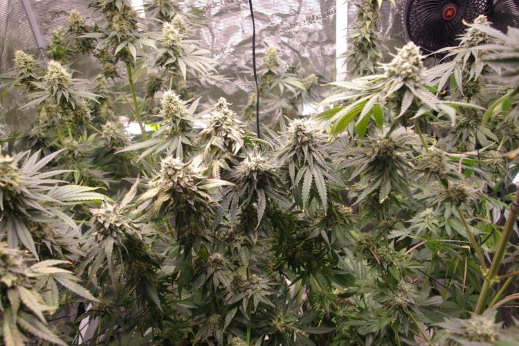 Dragon Milk Sensi Seeds. Week 12