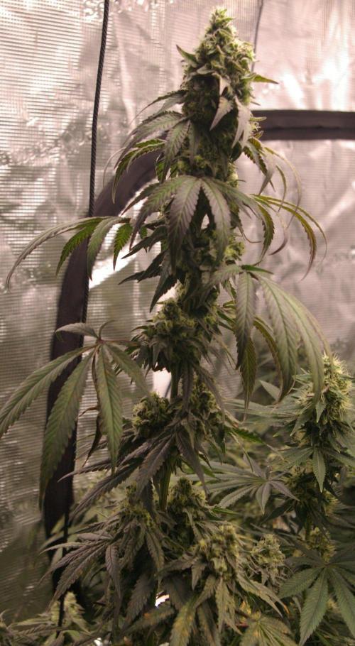 Sticky Berry Mints sensi seeds. Week 12