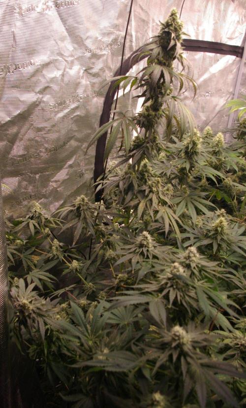 Sticky Berry Mints sensi seeds. Week 12