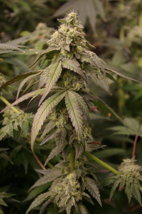 Sticky Berry Mints sensi seeds. Week 12