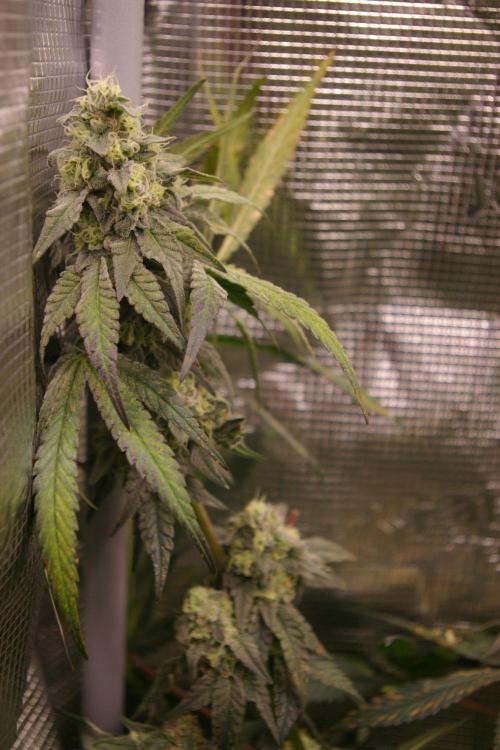 Sticky Berry Mints sensi seeds. Week 12