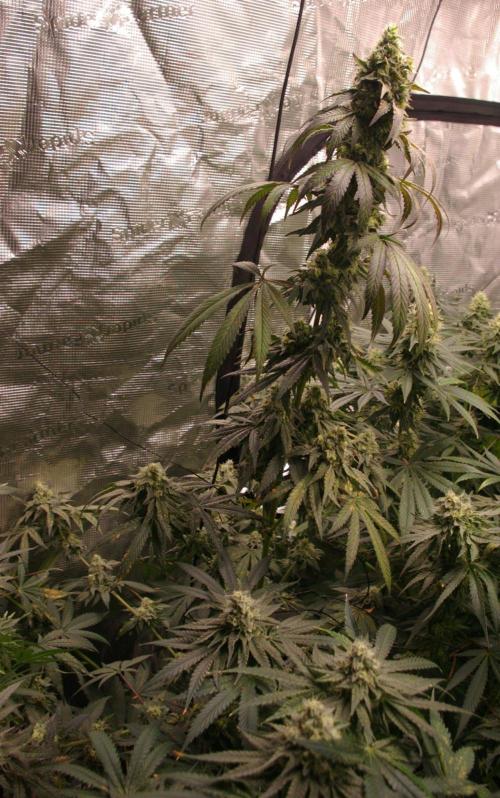 Sticky Berry Mints sensi seeds. Week 12