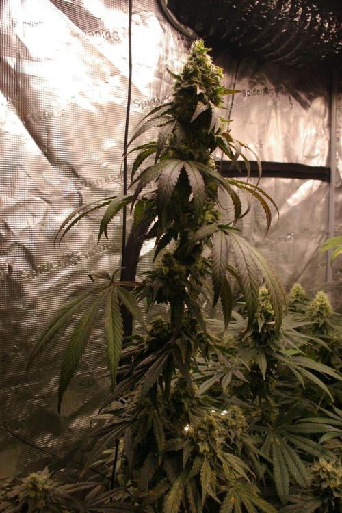 Sticky Berry Mints sensi seeds. Week 12