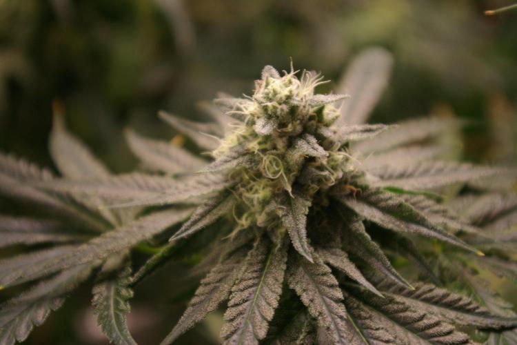 Sticky Berry Mints sensi seeds. Week 12