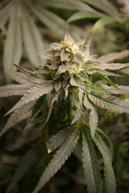 Sticky Berry Mints sensi seeds. Week 12
