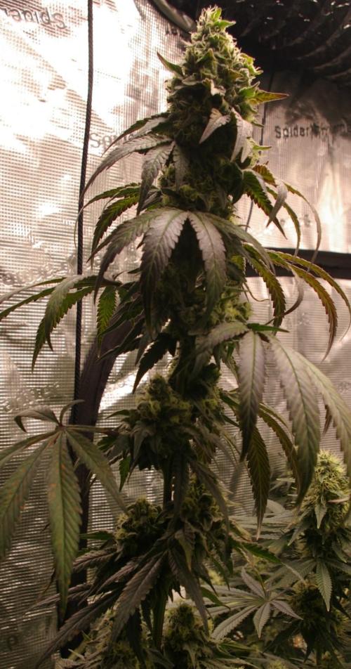 Sticky Berry Mints sensi seeds. Week 12