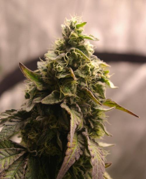 Sticky Berry Mints sensi seeds. Week 12