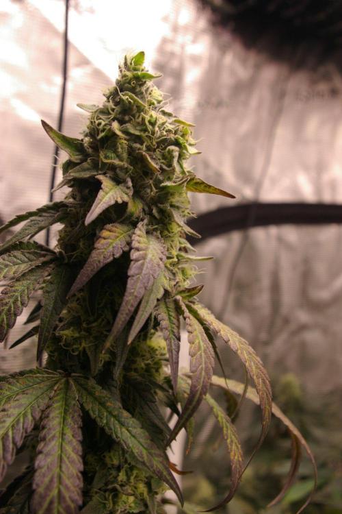 Sticky Berry Mints sensi seeds. Week 12