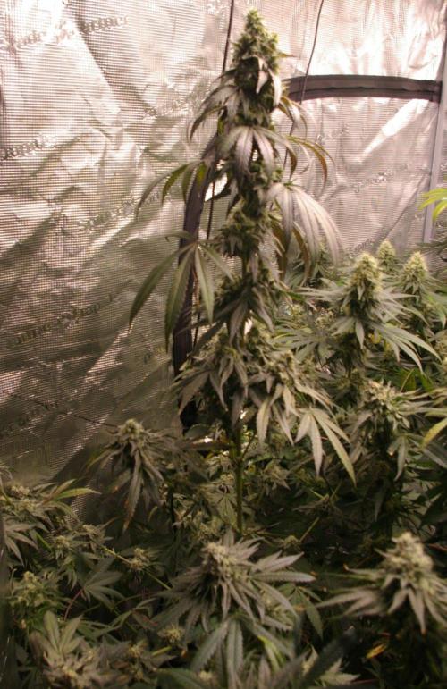 Sticky Berry Mints sensi seeds. Week 12