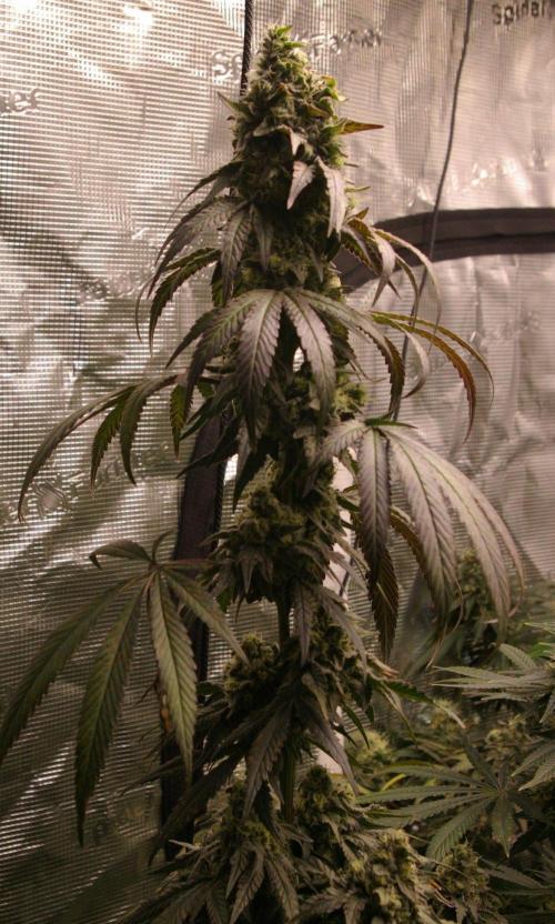 Sticky Berry Mints sensi seeds. Week 12