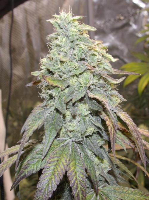 Sticky Berry Mints sensi seeds. Week 12