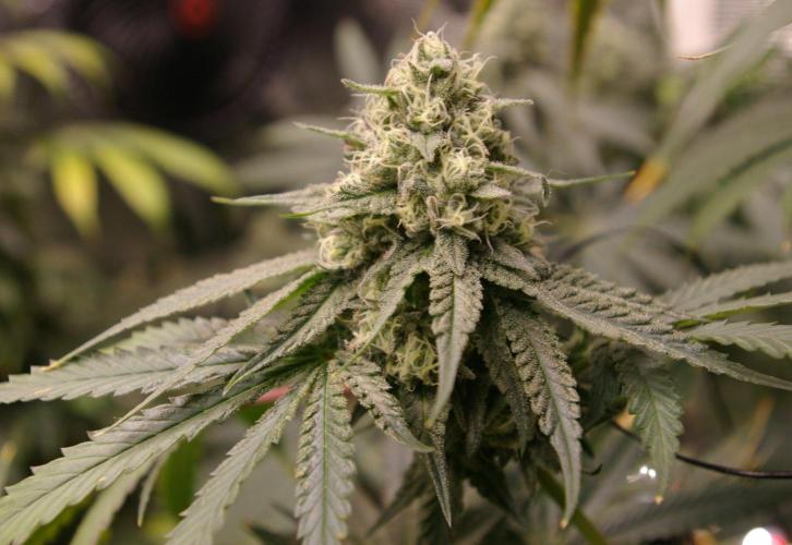 Sticky Berry Mints sensi seeds. Week 12