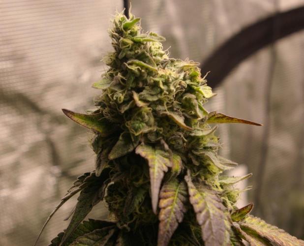 Sticky Berry Mints sensi seeds. Week 12