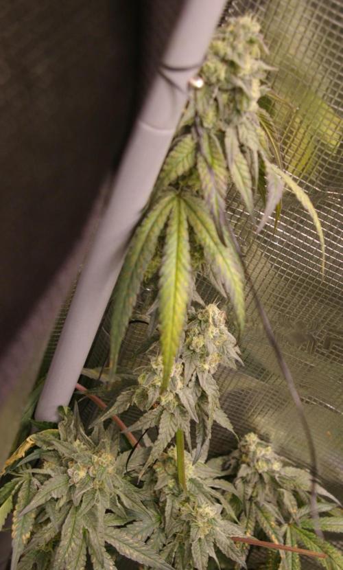 Sticky Berry Mints sensi seeds. Week 12
