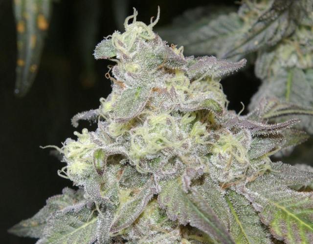 Sticky Berry Mints sensi seeds. Week 12