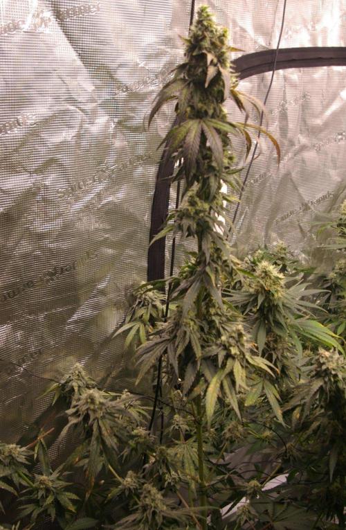 Sticky Berry Mints sensi seeds. Week 12