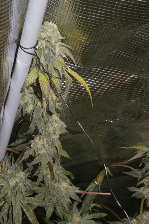 Sticky Berry Mints sensi seeds. Week 12