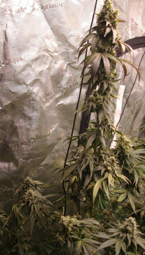 Sticky Berry Mints sensi seeds. Week 12