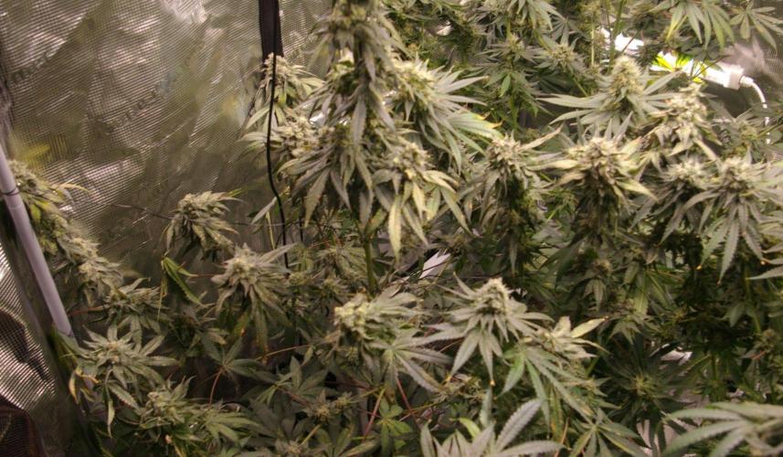 Sticky Berry Mints sensi seeds. Week 12