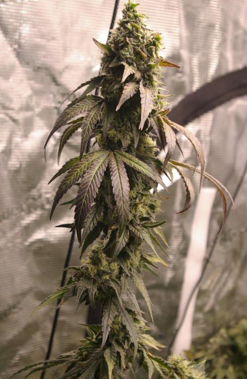 Sticky Berry Mints sensi seeds. Week 12