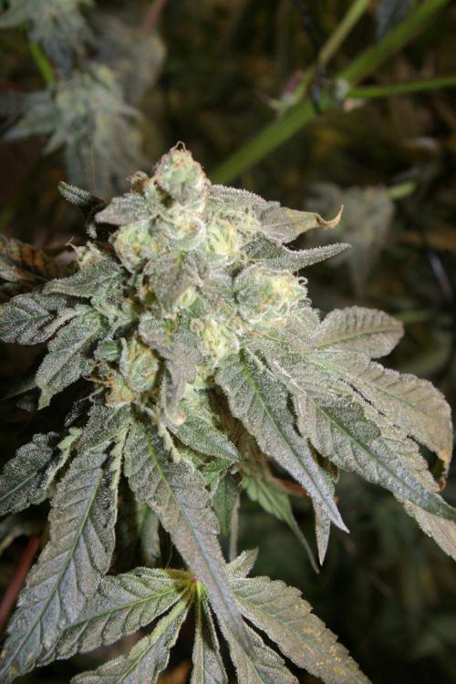 Sticky Berry Mints sensi seeds. Week 12
