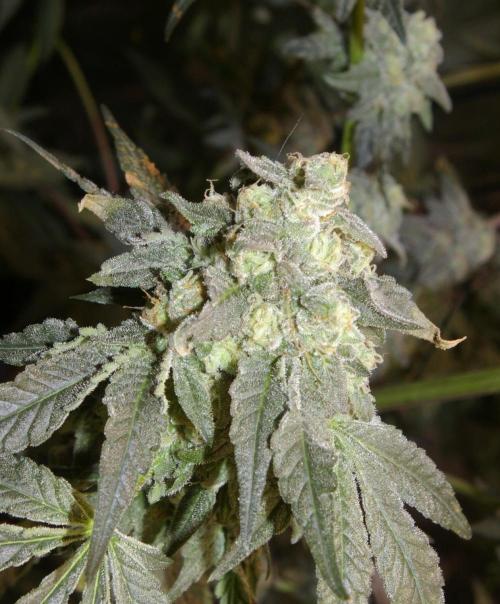 Sticky Berry Mints sensi seeds. Week 12