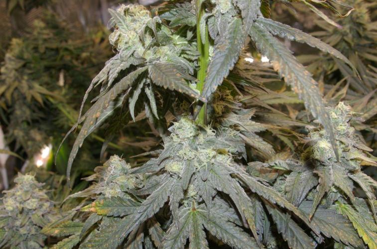 Sticky Berry Mints sensi seeds. Week 12