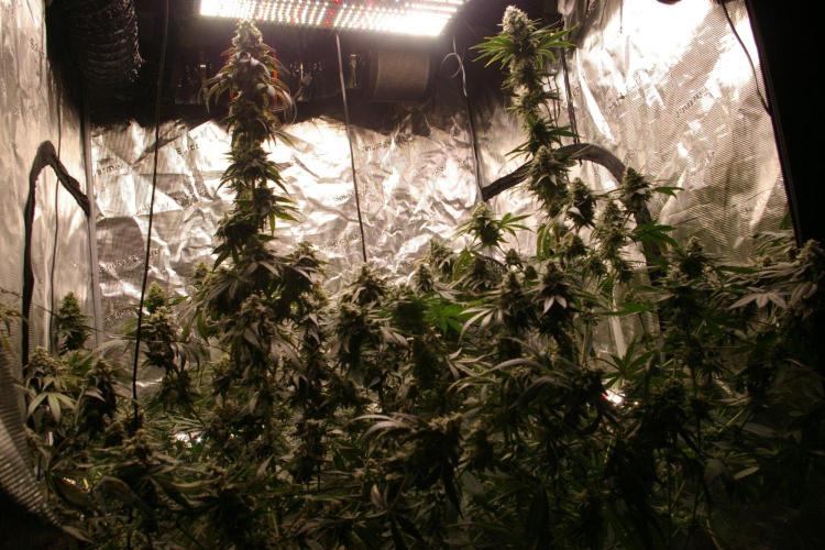 Sticky Berry Mints sensi seeds. Week 12