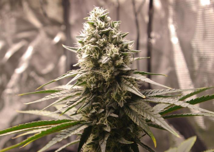 Black Lemon exotic Seed. Week 13