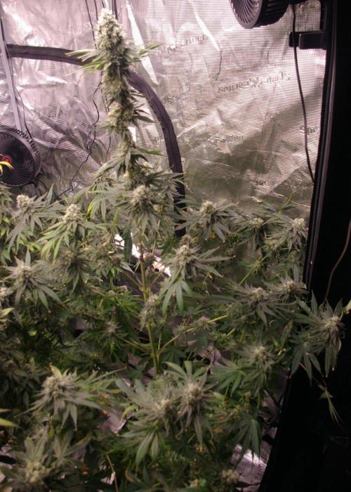 Black Lemon exotic Seed. Week 13