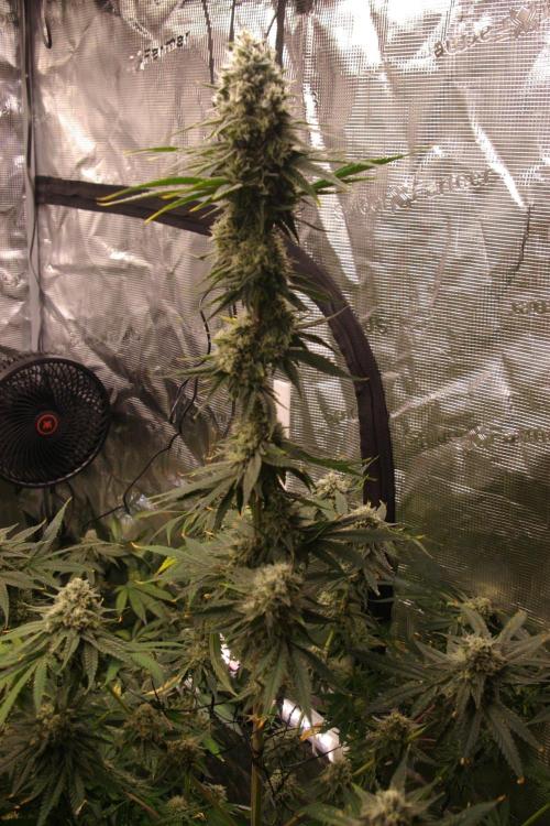 Black Lemon exotic Seed. Week 13