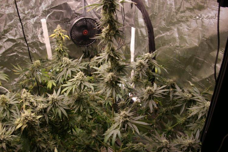 Black Lemon exotic Seed. Week 13