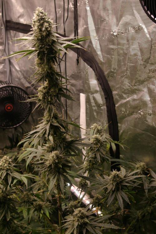 Black Lemon exotic Seed. Week 13