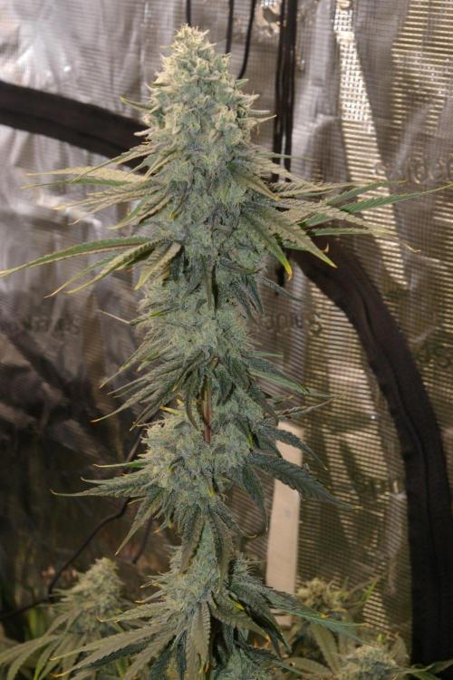 Black Lemon exotic Seed. Week 13