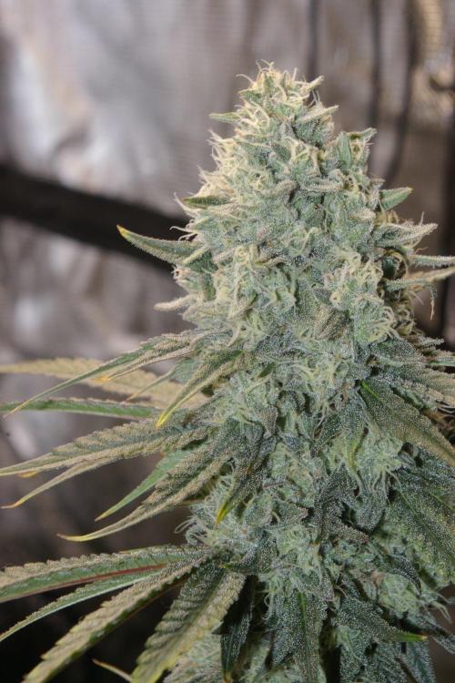 Black Lemon exotic Seed. Week 13