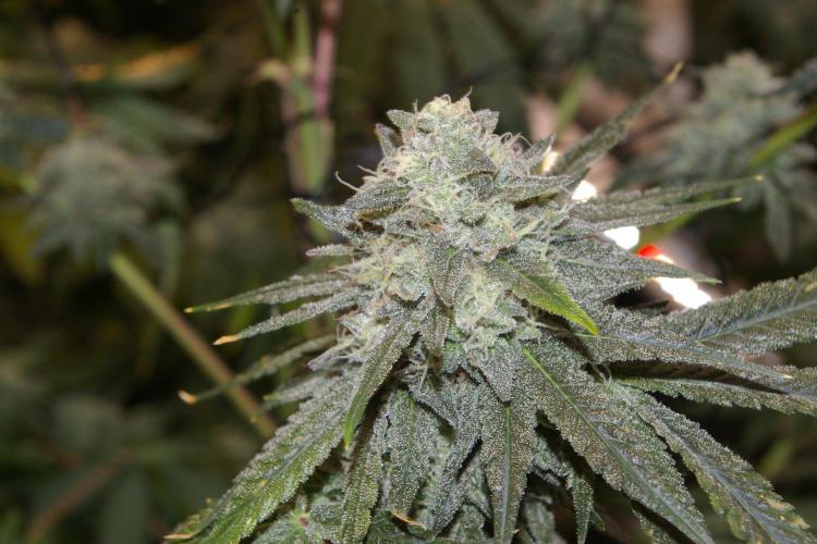 Black Lemon exotic Seed. Week 13