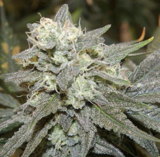 Black Lemon exotic Seed. Week 13