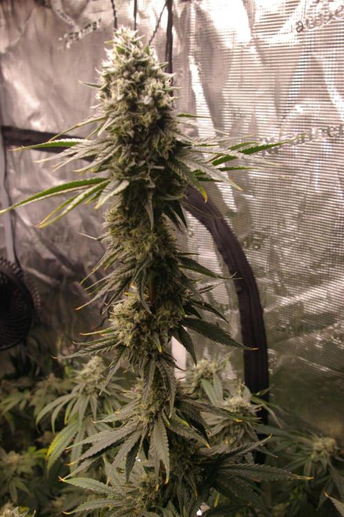 Black Lemon exotic Seed. Week 13