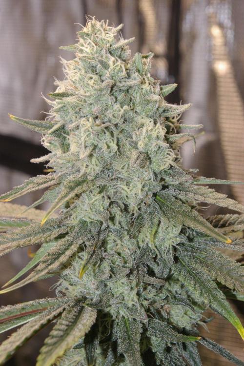 Black Lemon exotic Seed. Week 13