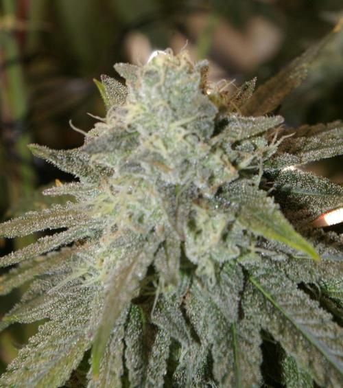 Black Lemon exotic Seed. Week 13