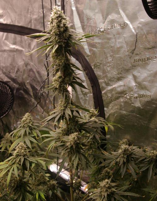 Black Lemon exotic Seed. Week 13